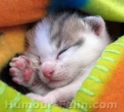 trop choueee se petit chat