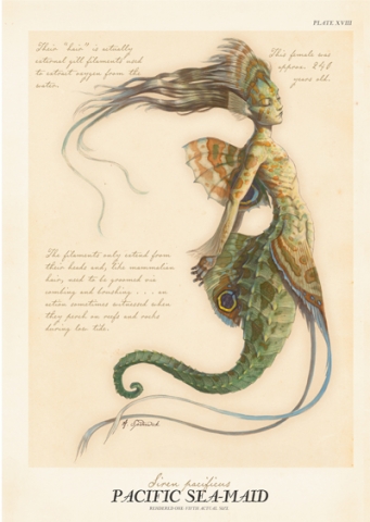 sir�ne papillon hippocampe 