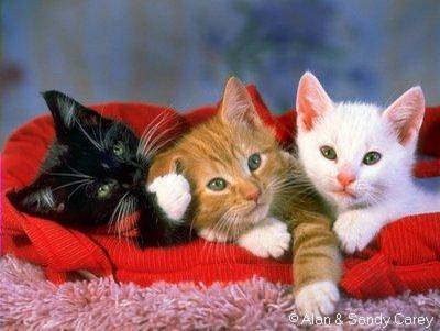 trois petit chat