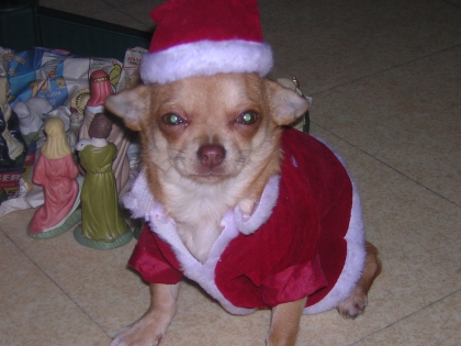 Ma chienne de noel 