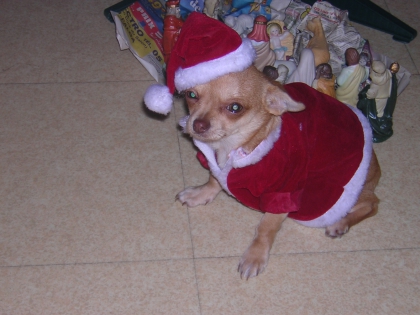 2 iem photo de ma chienne boubidou !