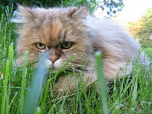 Les animaux de compagnie :o :) ! 