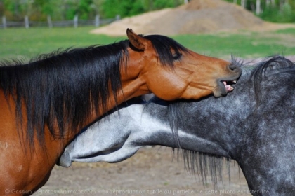 chevaux qui se grate