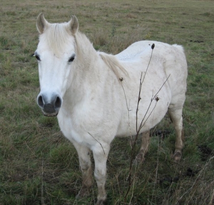 LE  CHEVAL    DE   MA SOEUR