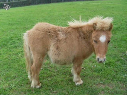 le poney le plus mimi