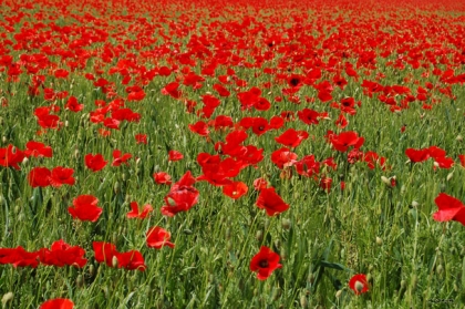 cOquelicOt