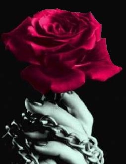 La vie c'est comme une rose