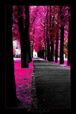 la rue de mon coeur..