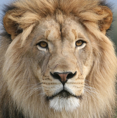 lion 