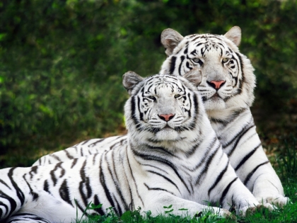 tigre blanc 
