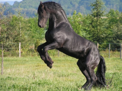 le frison