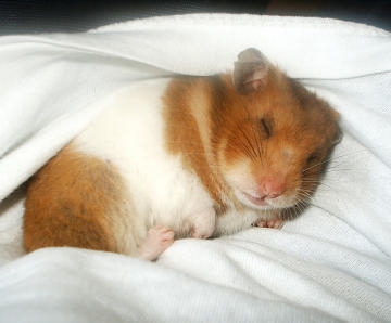 Mon hamster