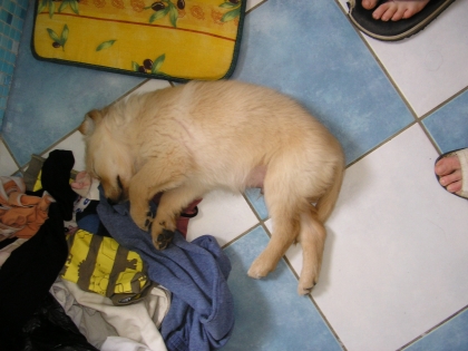 mon chien dans la salle de bain.