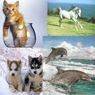 quelle ton animale preferer