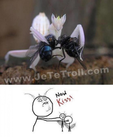 trop lol les troll - photo 2