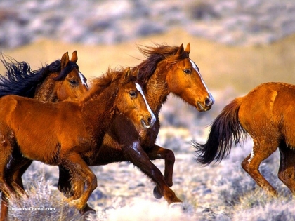 chevaux