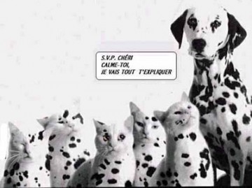 dalmatien