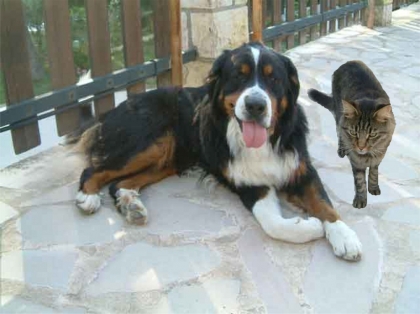 CHIEN ET CHAT DANS LA NEIGE