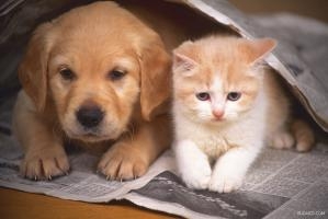 CHIEN ET CHAT DANS JOURNAL