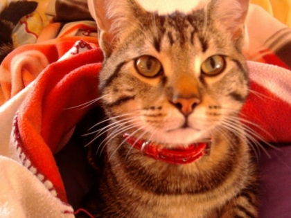 mon  chat 