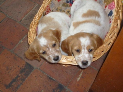 �a c'est mes chiens pr�f�r�s