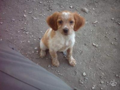 re mes chiens pr�f�r�s