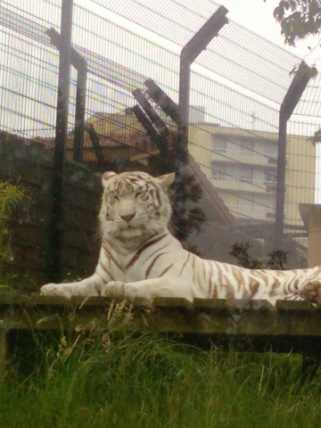 le beau tigre