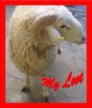 notre mouton 