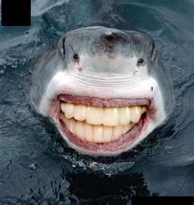 requin MDR 