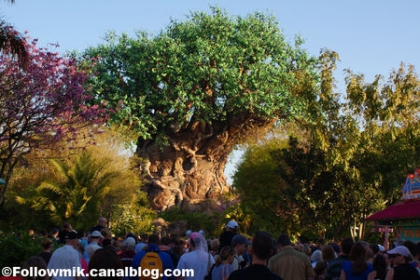 les animaeu les humais la vie