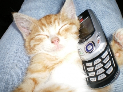 lapin chevaux chien chat ......