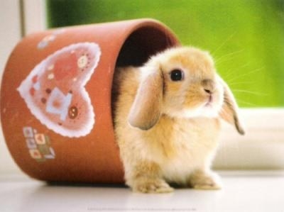 ki aime les lapinou?