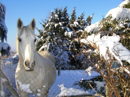 se cheval est super joli dans la neige 