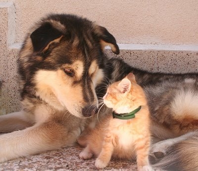 Entre chien et chat !! 
