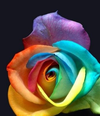 Rose multicolor !!