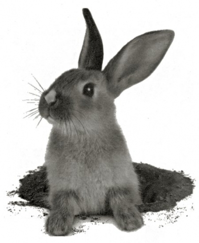 Lapin