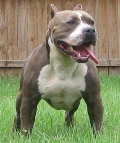 pitbulll