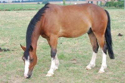 le cheval de ma voisine