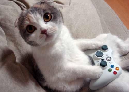le chat qui joue a la xbox 360