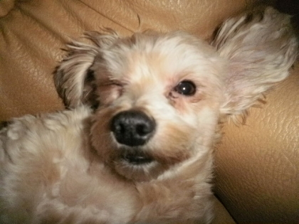 de ma passion pour le cheval, de mes amies et de mes films pr�f�r�s