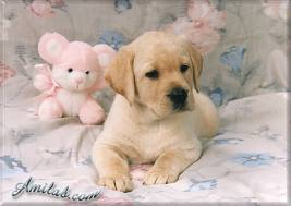chiot labrador