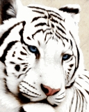 Il ya trop de la dit la fait