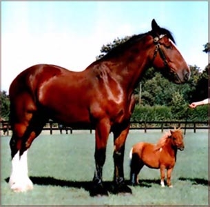 le plus gand et le plus petit cheval