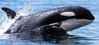 ils sont trop beau les orques