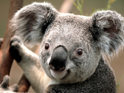 vous aimais bien les coala???????