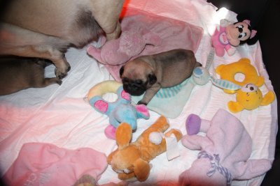 je les vend pucer vacsiner mal ou femelle 350 euros