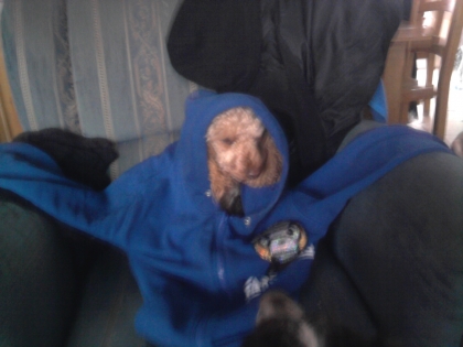 je vous pr�sente frisette