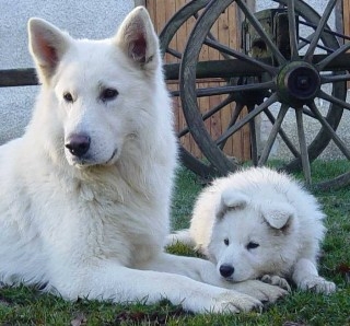 jadore les loup les berger blanc...