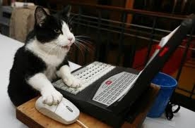 j'ai trouver un chat intelligent...