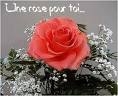                                  une rose !!!!